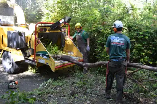 tree services Bay Hill